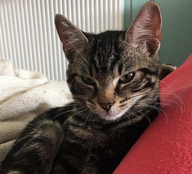 Paco