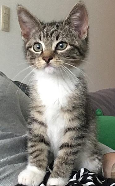 Pixie