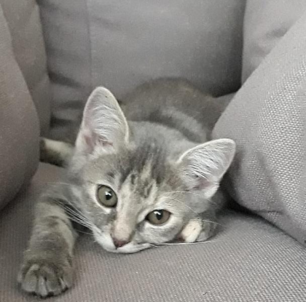Alice