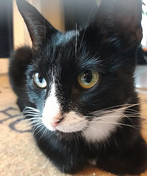Poppy