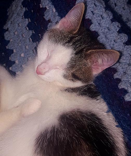 Klaus