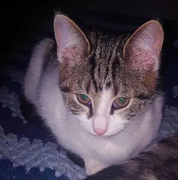 Marcel