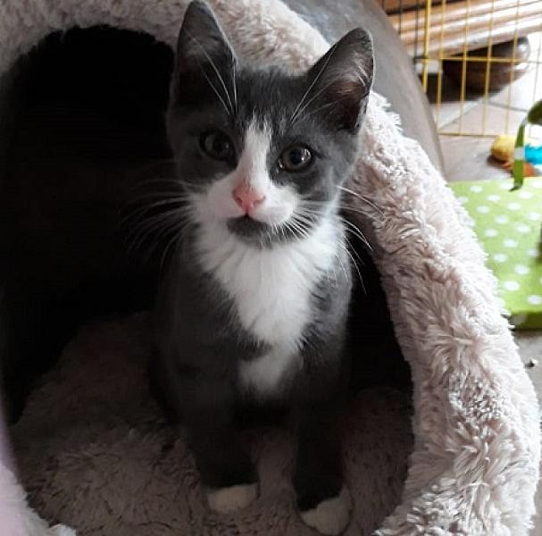 Oliver