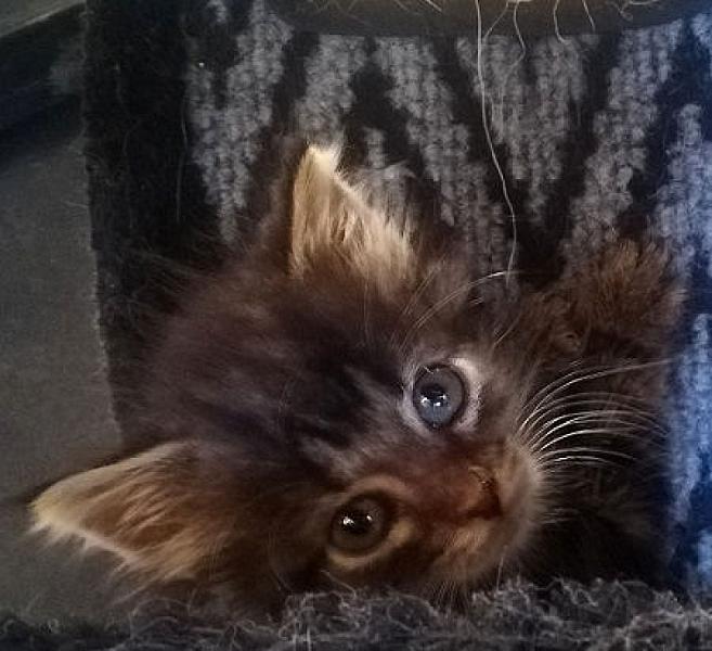 Koda