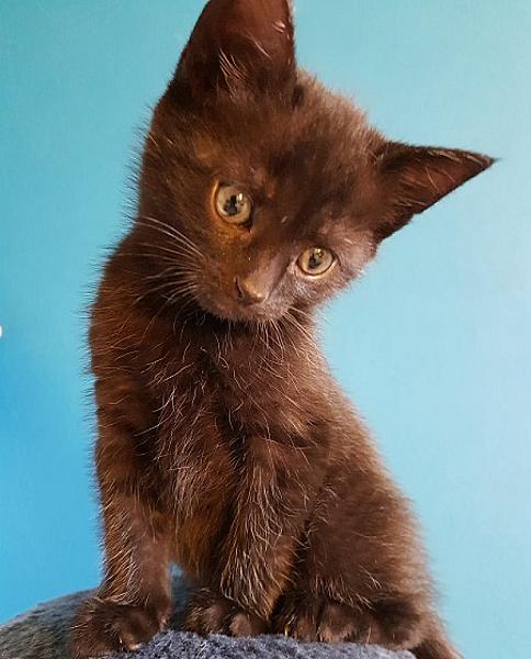 Zira