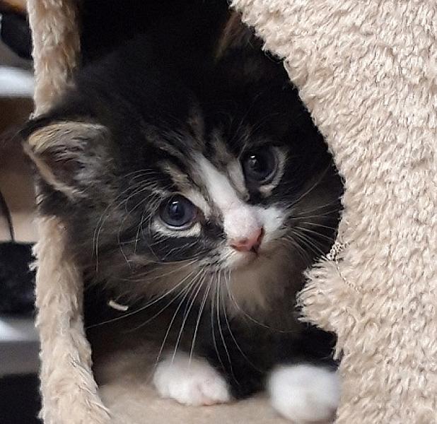 Meeko