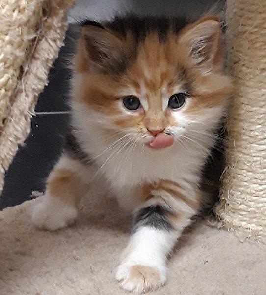 Meeka