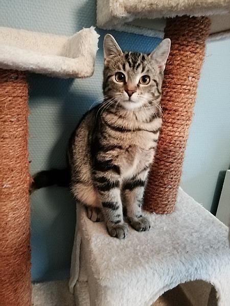 Loki