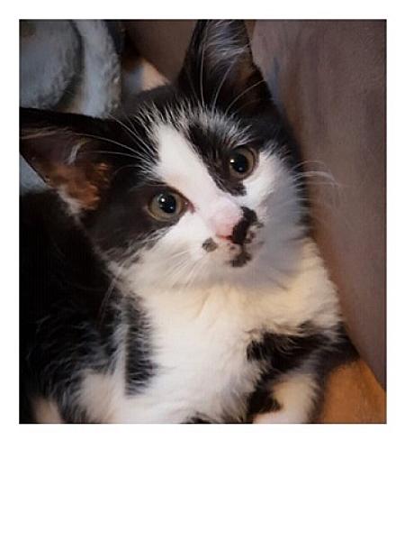 Bijou