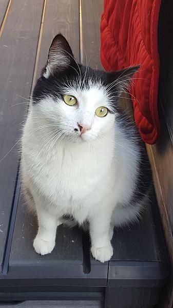 Nova