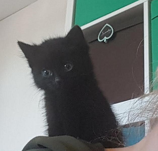 Pepper
