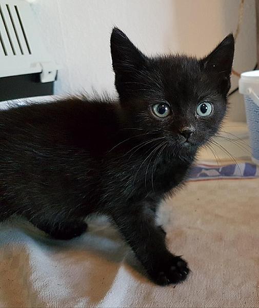 Kitty