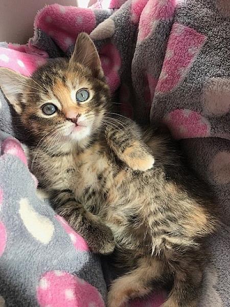 Bo