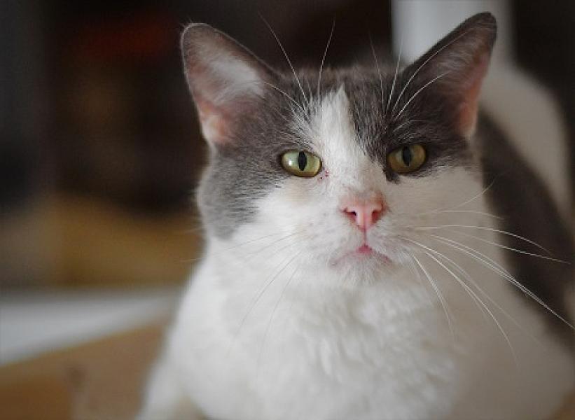 Filou