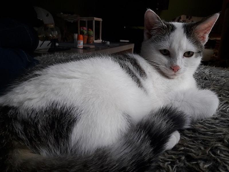 Frodo