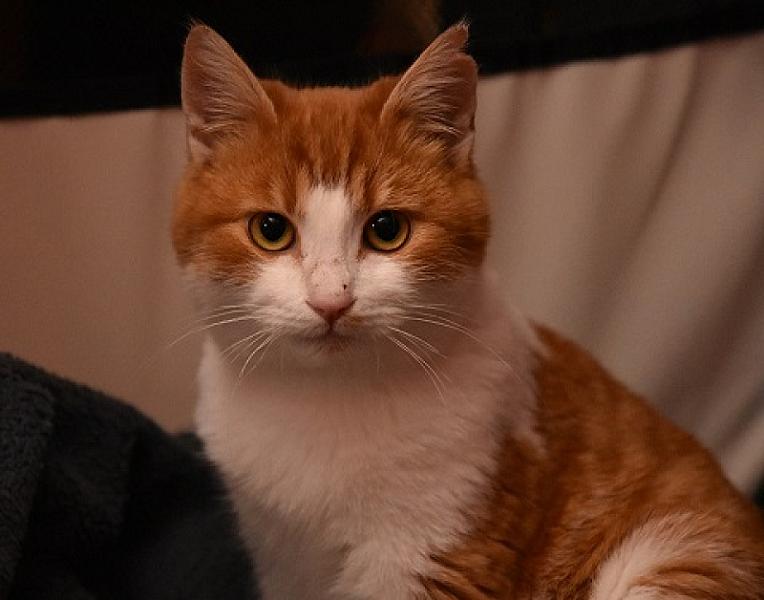 Pom