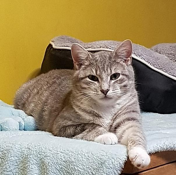 Gizmo en Tabby