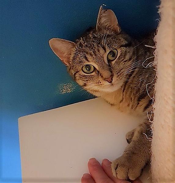 Tabby en Gizmo