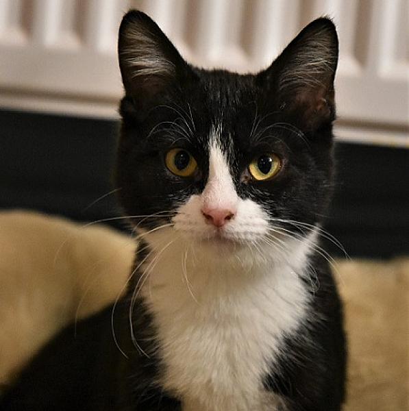 Pippa