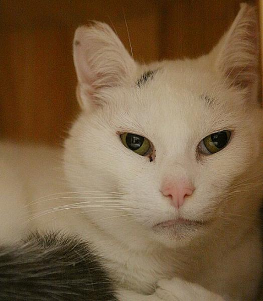 Hannes