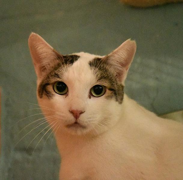 Nilo