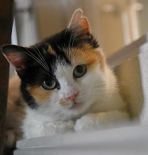 Ella