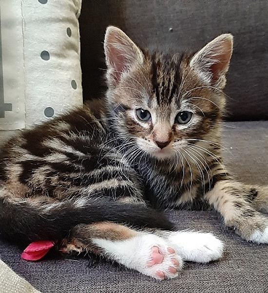 Rengar