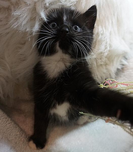 Syla