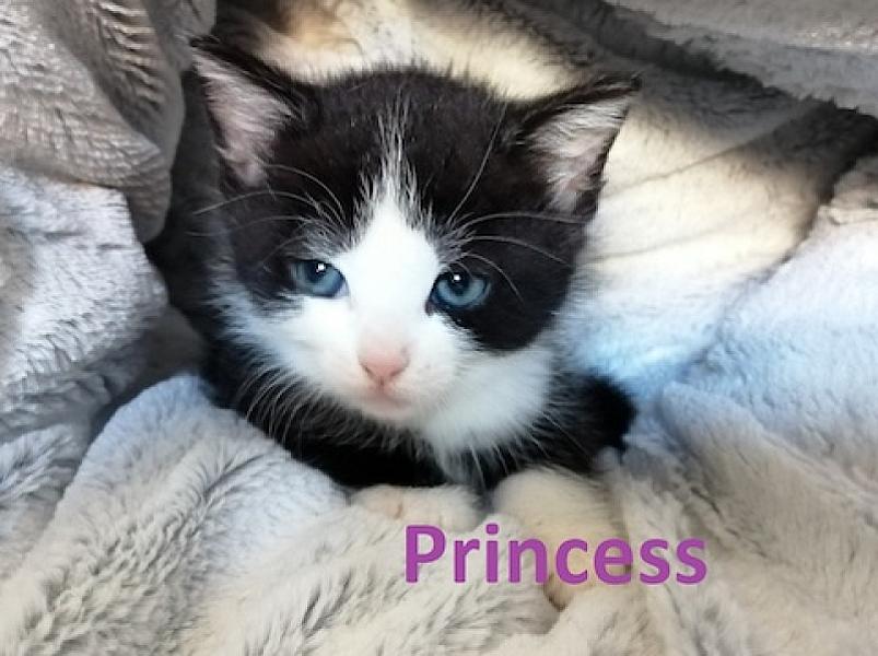 Princess