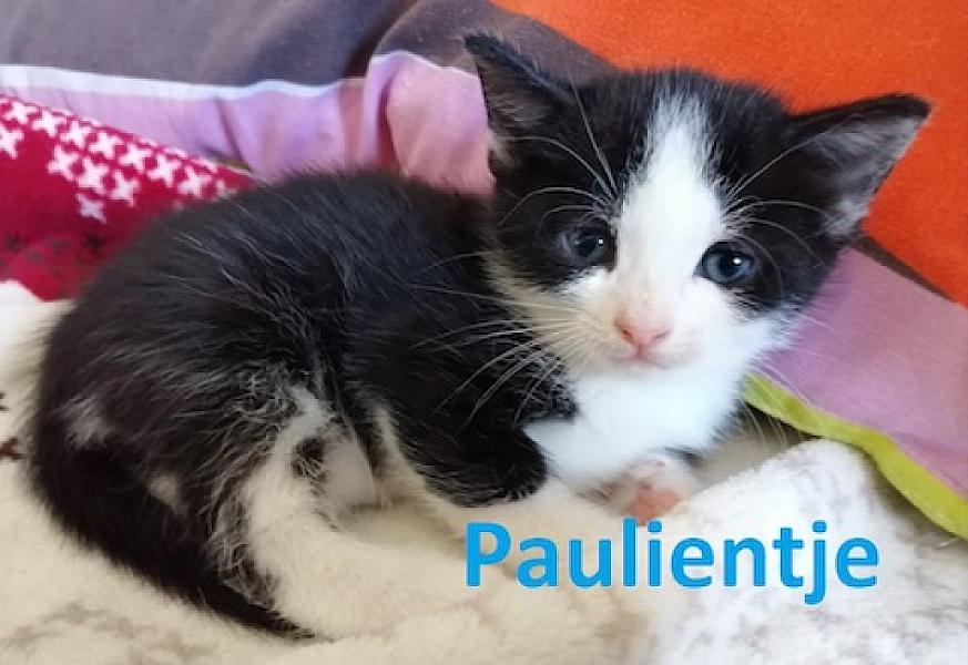Paulientje