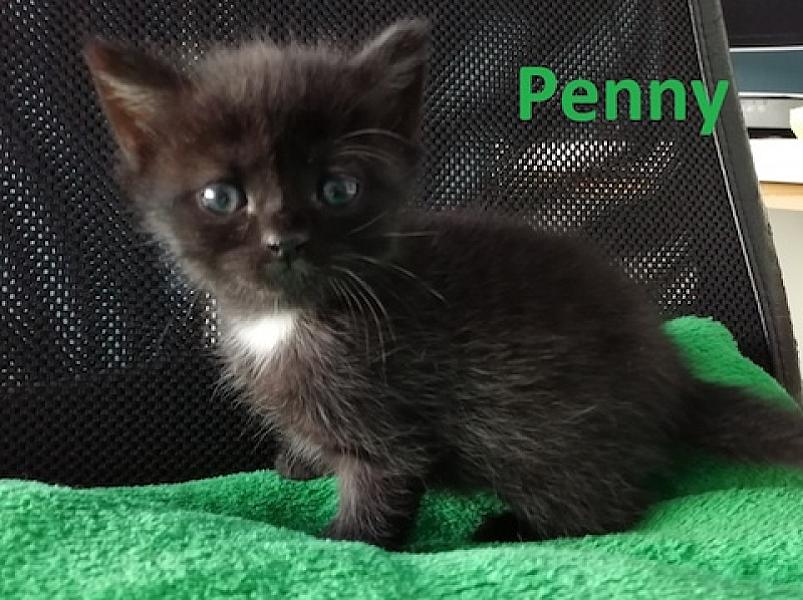 Penny