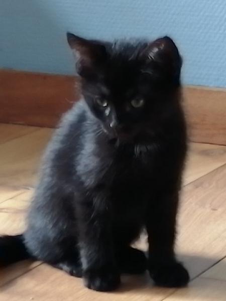 Pixi