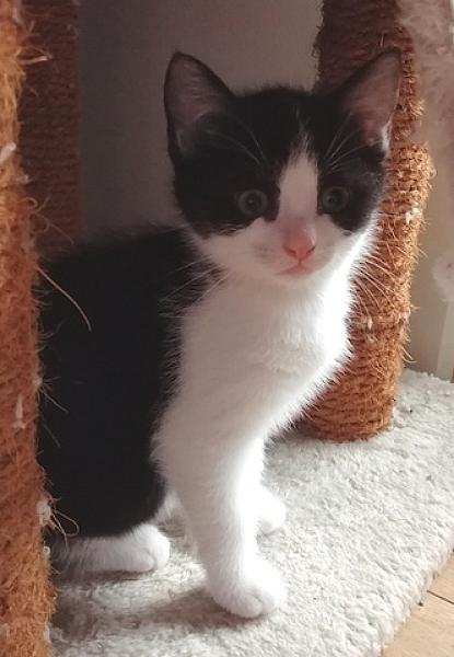 Pia