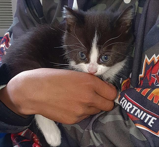 Kitty