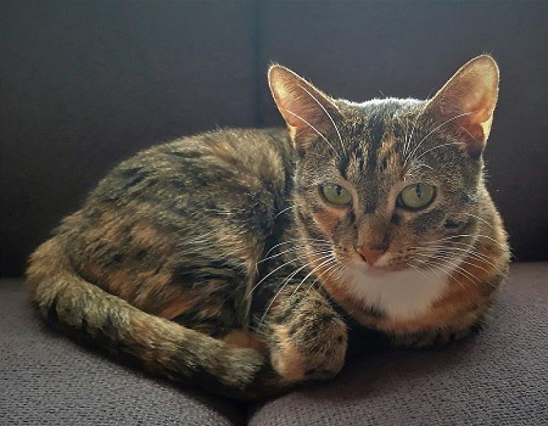 Cleo