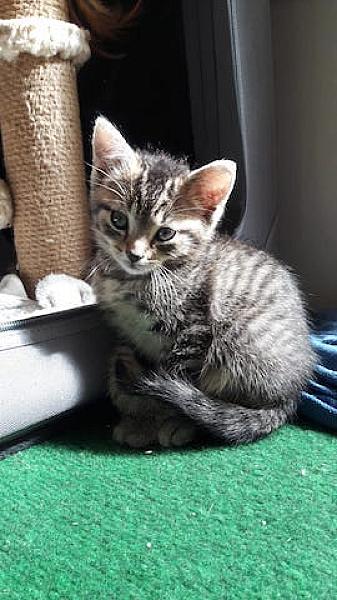 Pietje