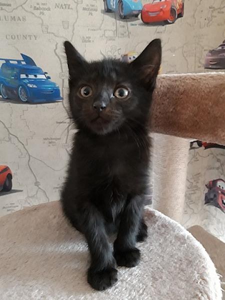 Koda