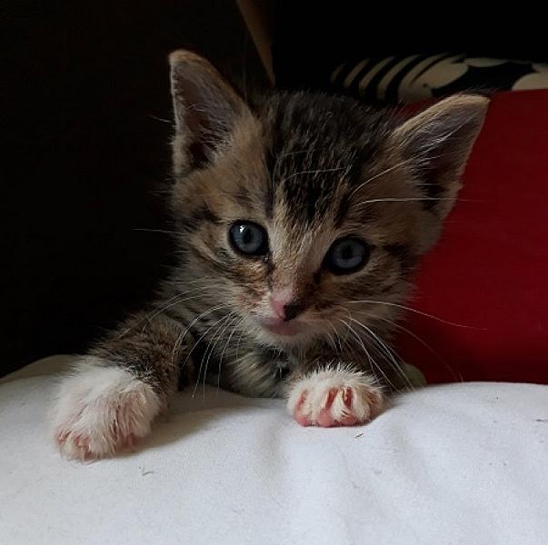 Liam
