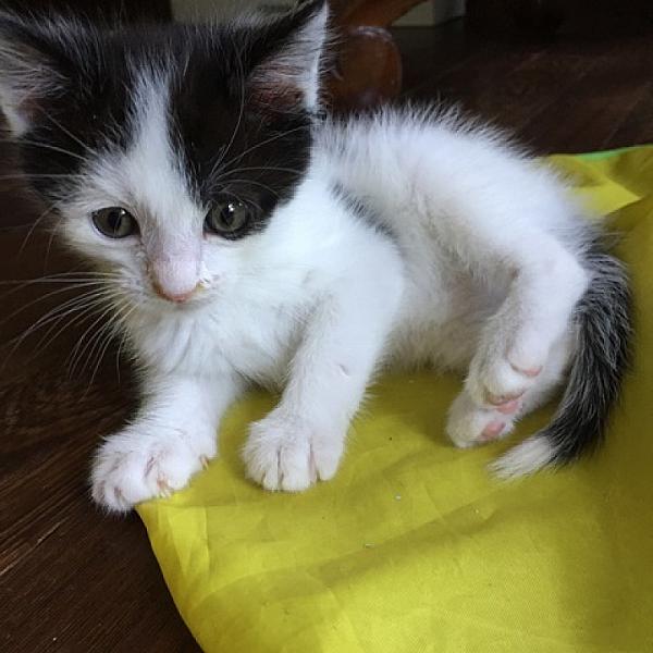 Bob