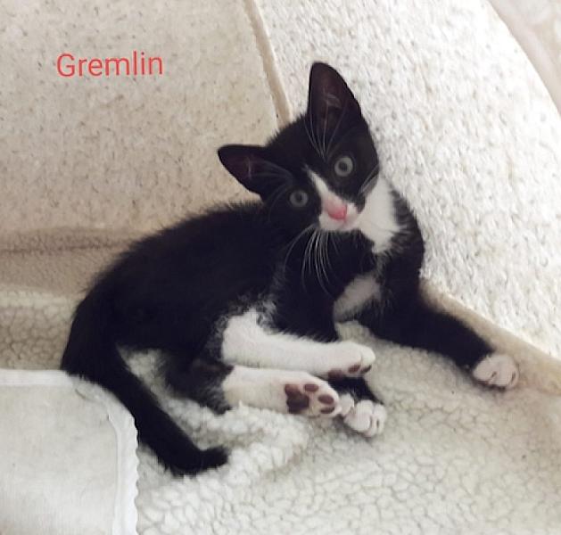 Gremlin