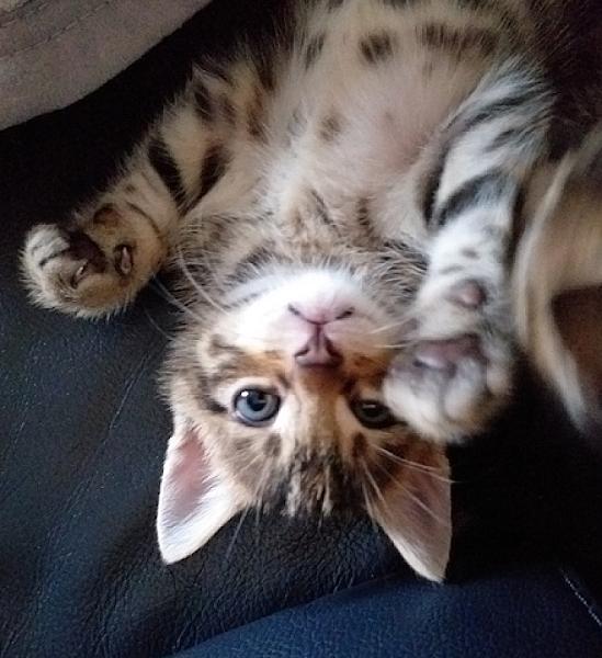 Simba