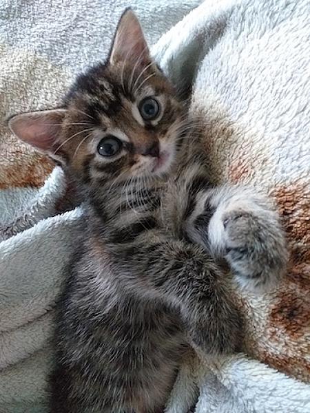 Nala