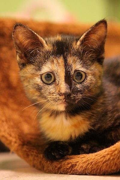 Kaya