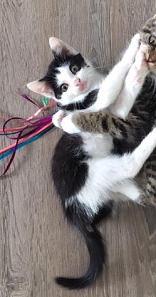 Milly