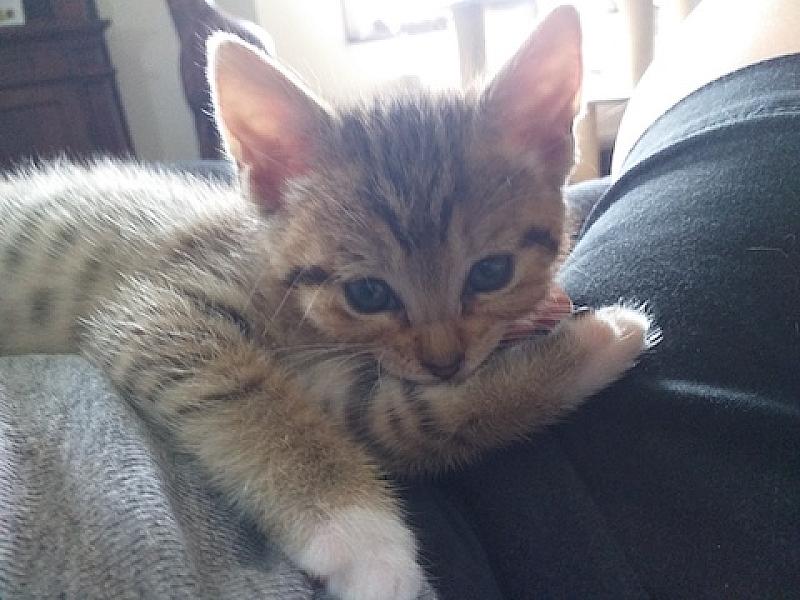 Chloe