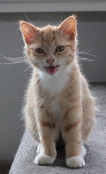 Fennec
