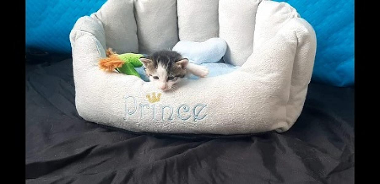 Pip