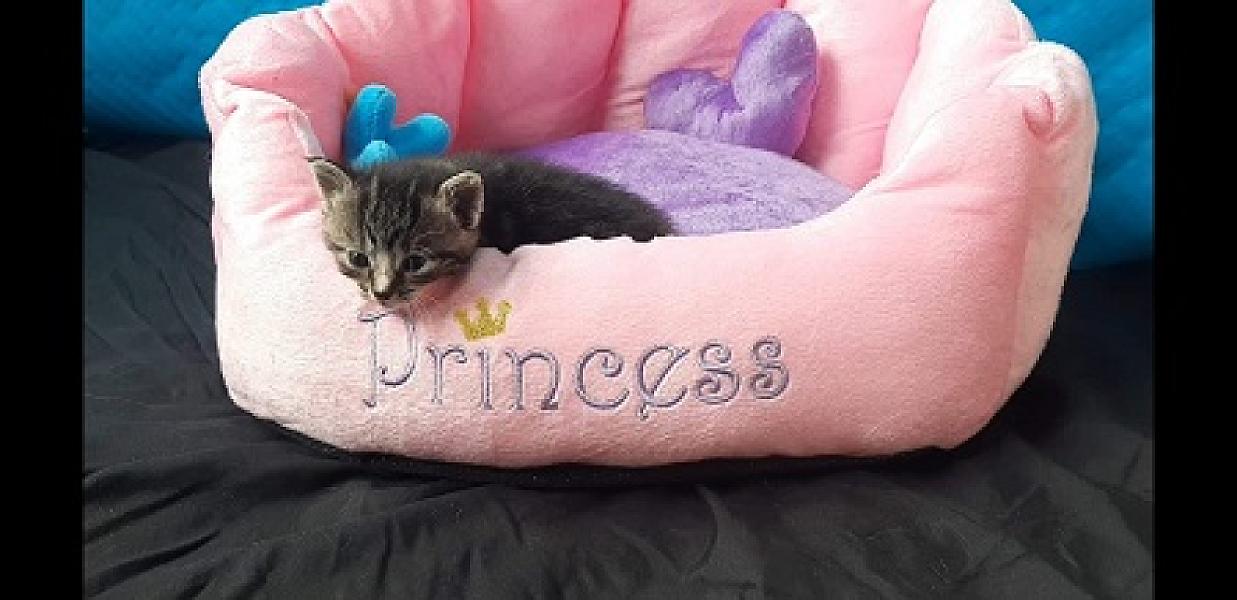 Kitty