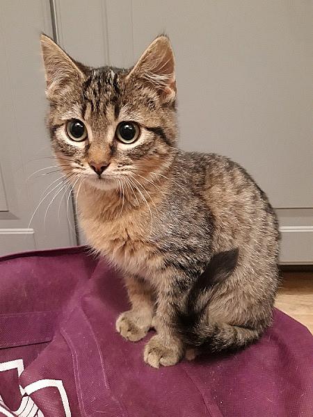 Pixel