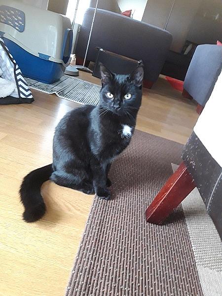 Pookie